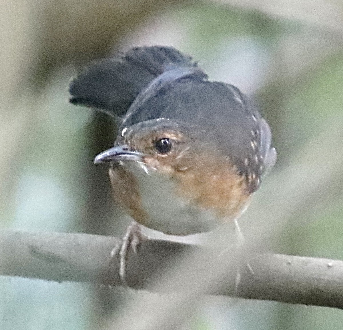 Black-tailed Antbird - Michael Mosebo Jensen