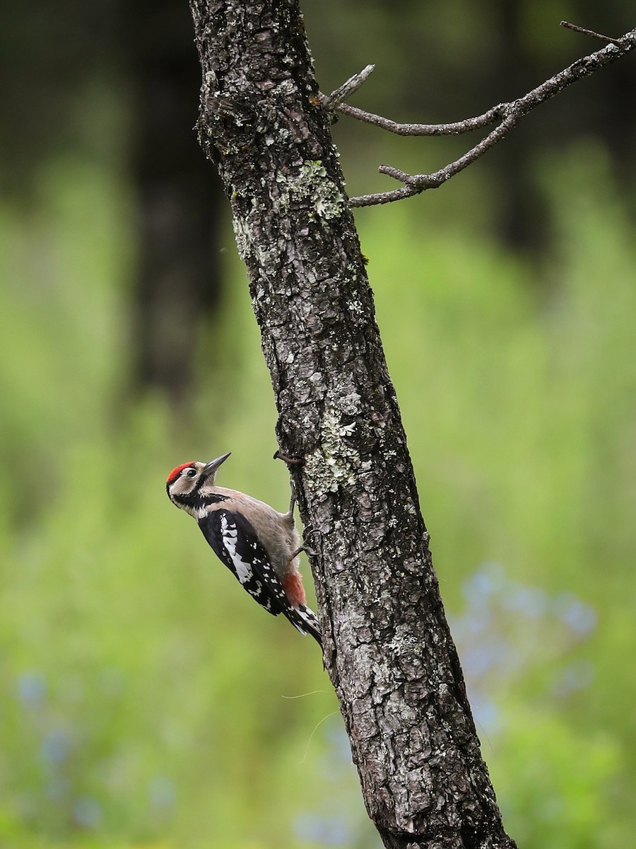 Great Spotted Woodpecker - Matthias Alberti