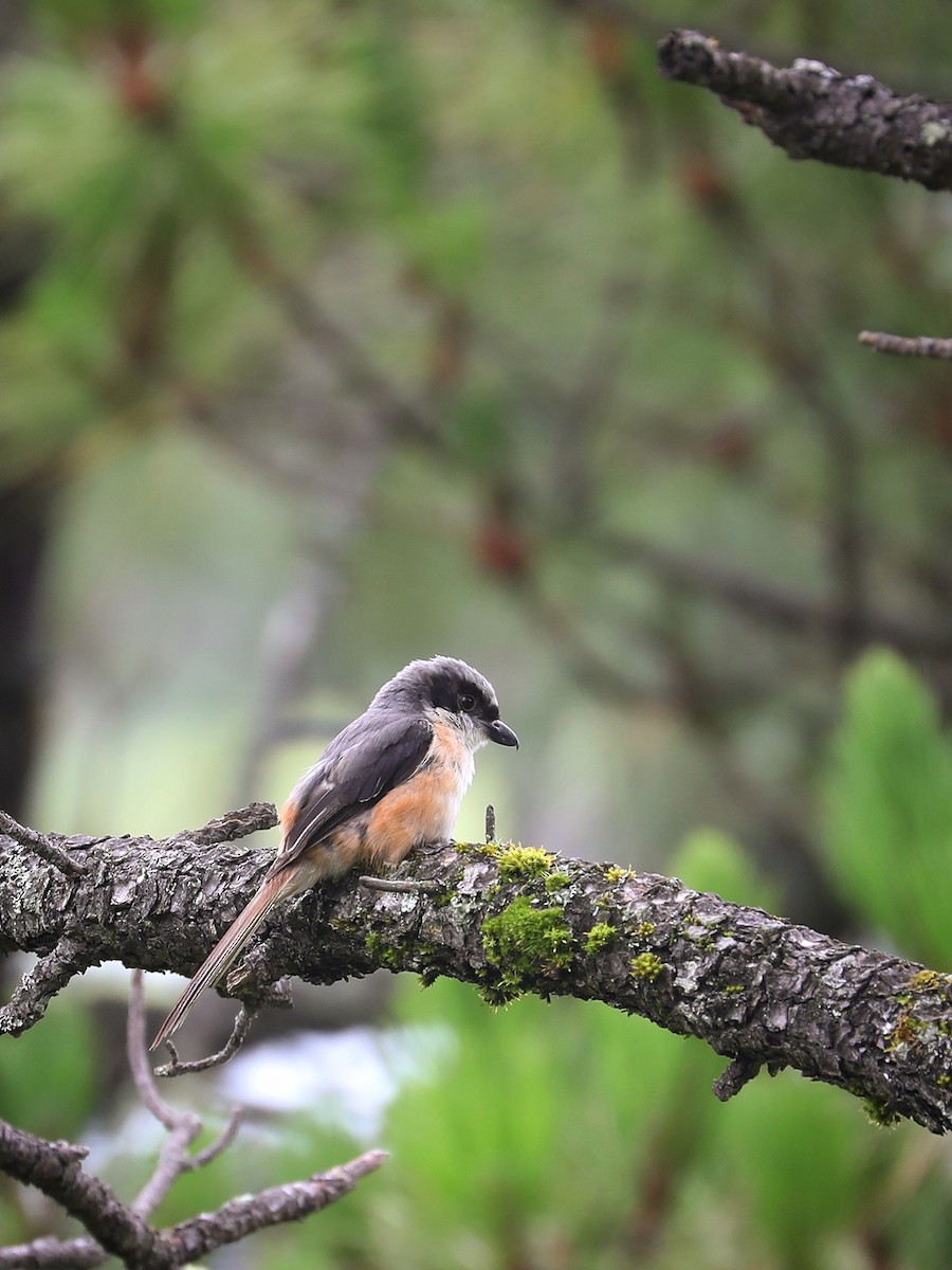 Gray-backed Shrike - Matthias Alberti