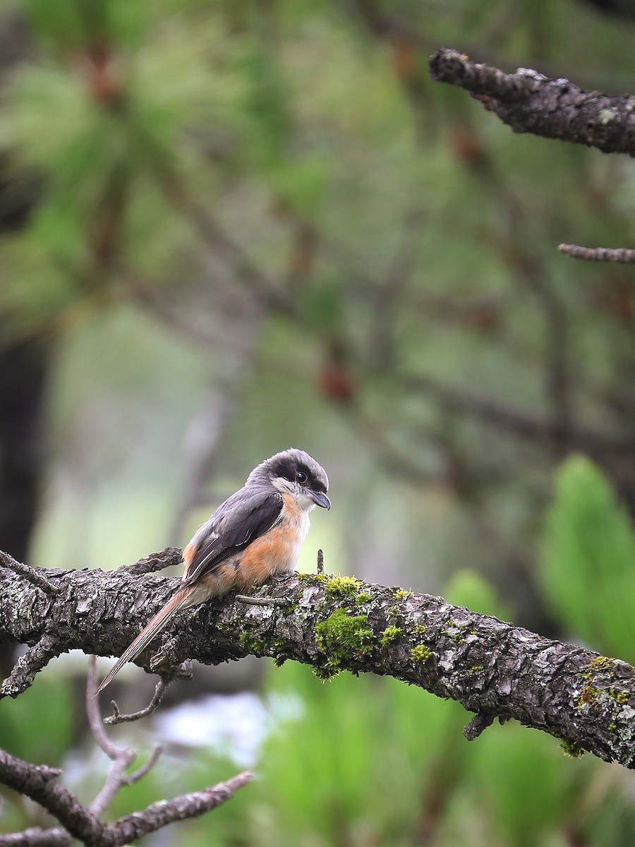 Gray-backed Shrike - ML479355031