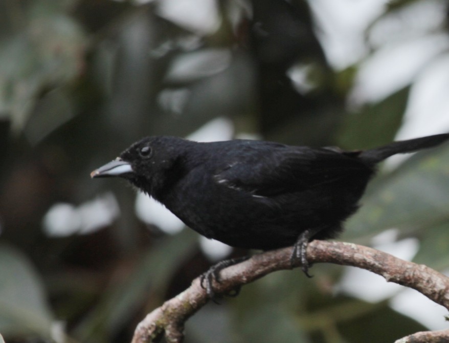 White-lined Tanager - ML479355711