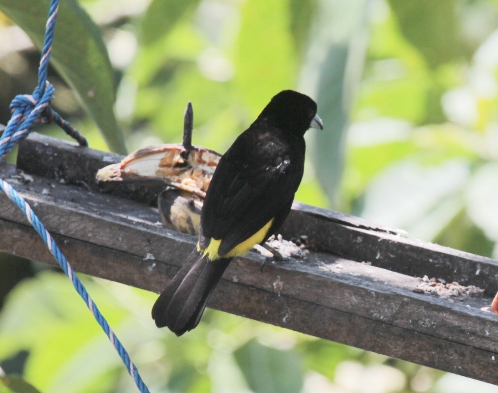 Flame-rumped Tanager (Lemon-rumped) - ML479355741