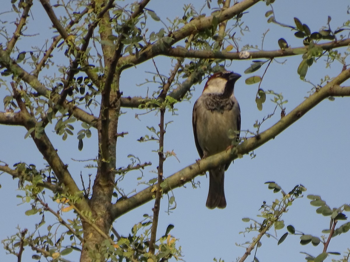 Moineau domestique - ML479356341