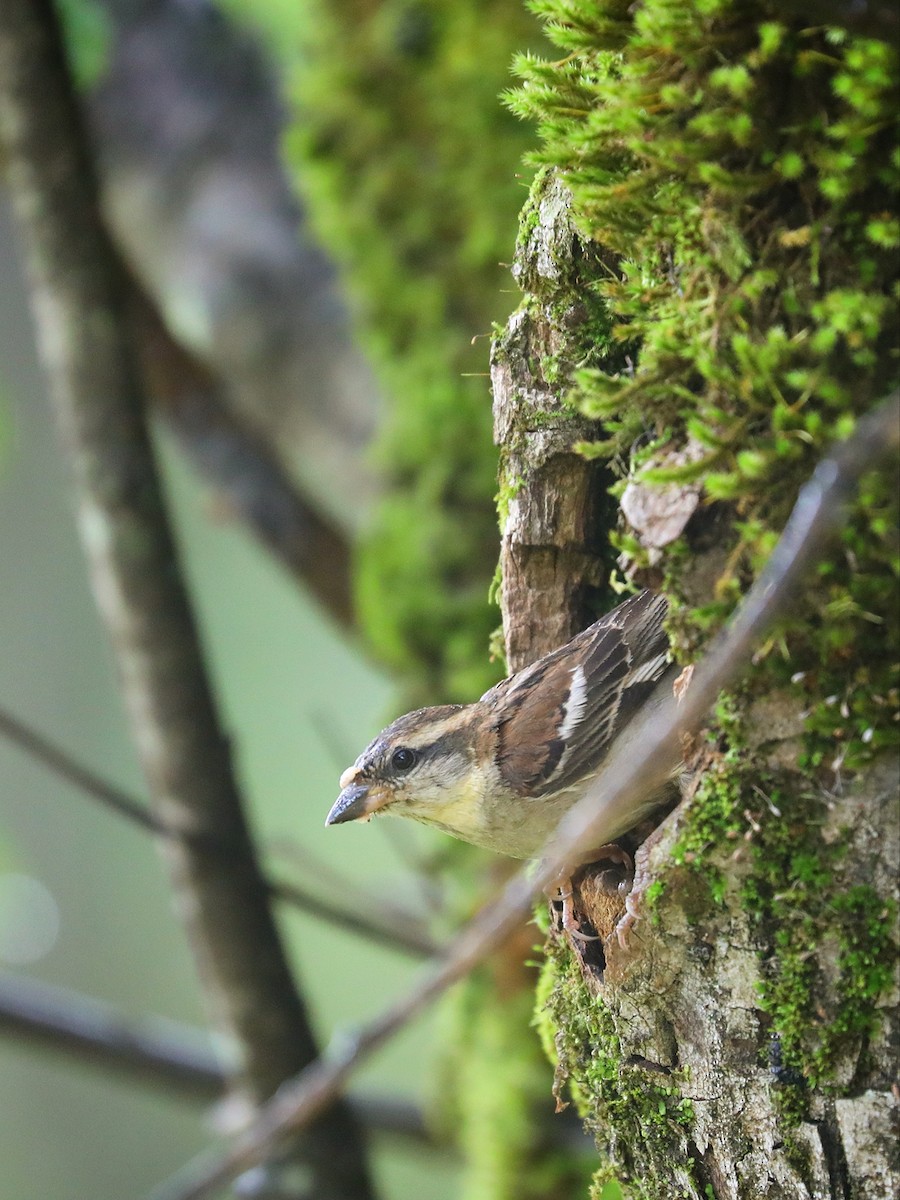 Russet Sparrow - ML479356841