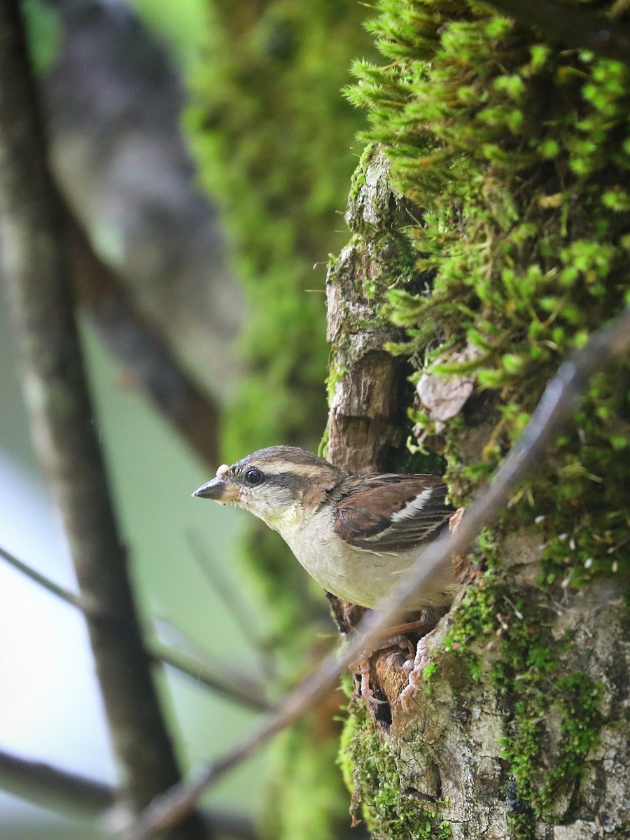 Russet Sparrow - ML479356851