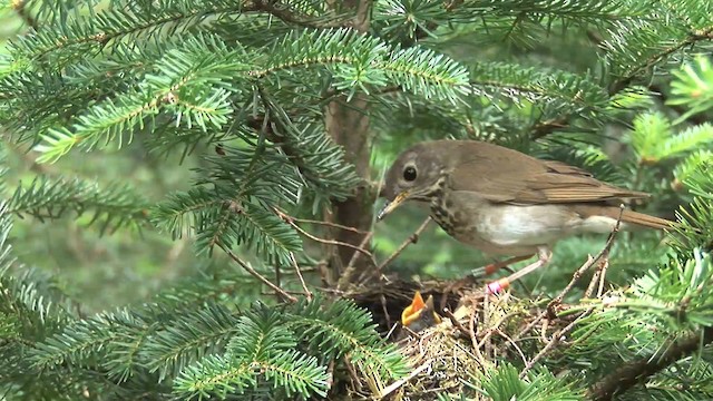 Bicknell's Thrush - ML479357