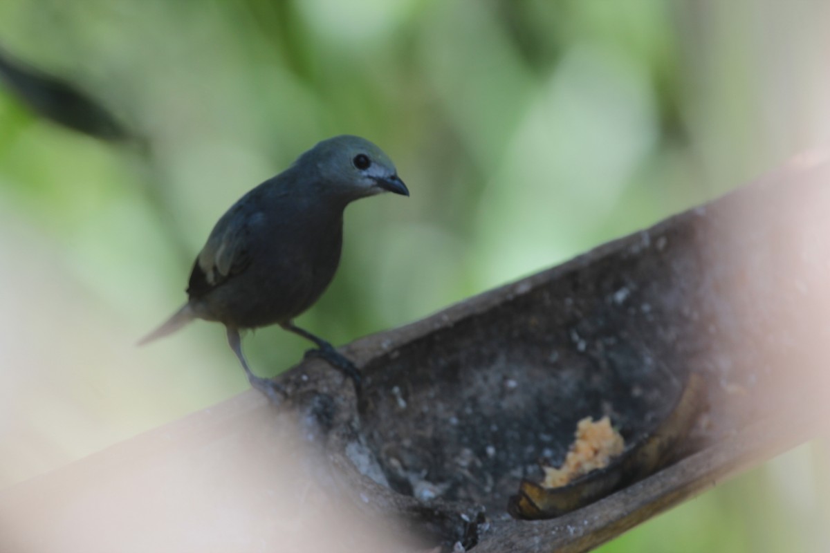 Palm Tanager - Marco Ruales