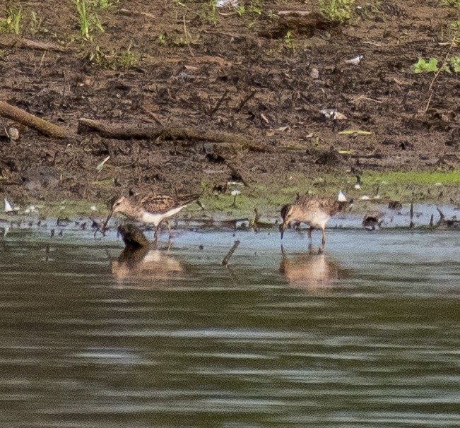 Pectoral Sandpiper - ML479357511