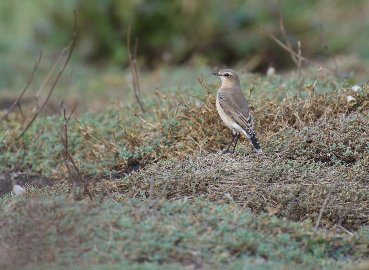 Northern Wheatear - Mark Lewis