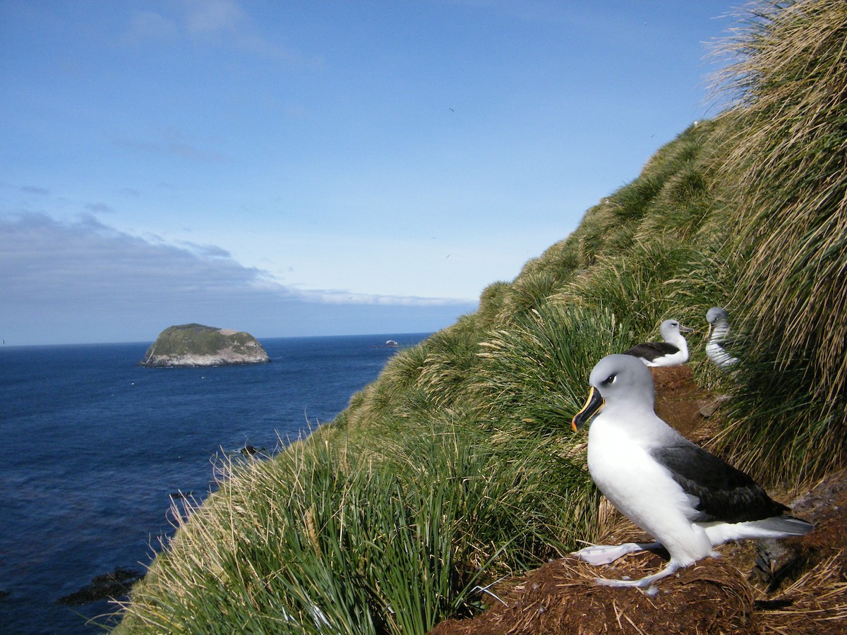 Gray-headed Albatross - Victor Raimilla