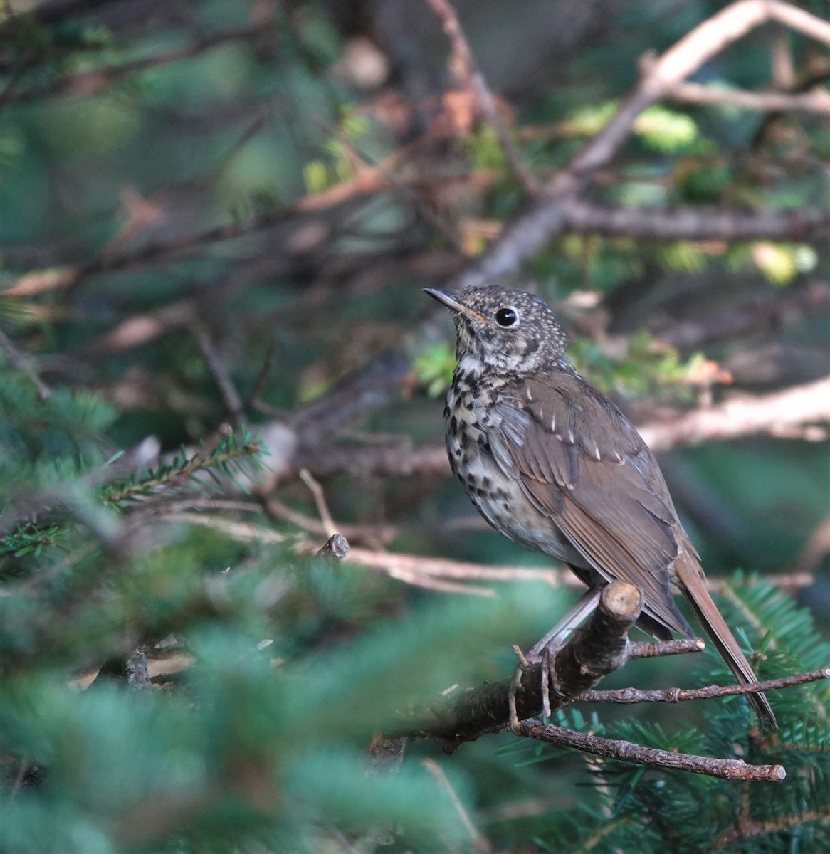Hermit Thrush - ML479360481