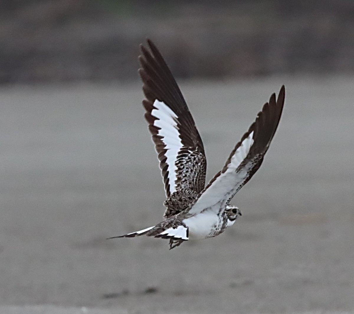 Sand-colored Nighthawk - Michael Mosebo Jensen