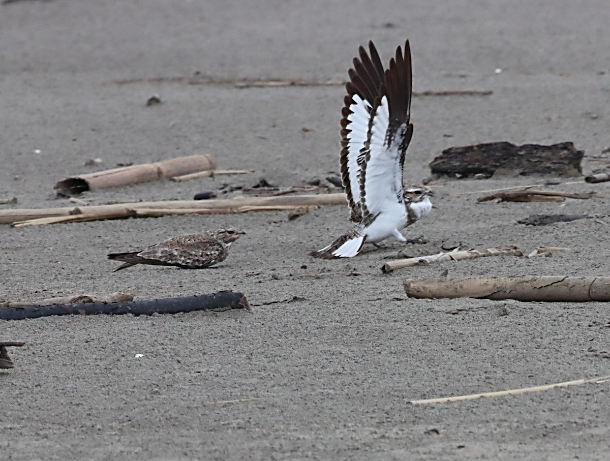 Sand-colored Nighthawk - ML479361531