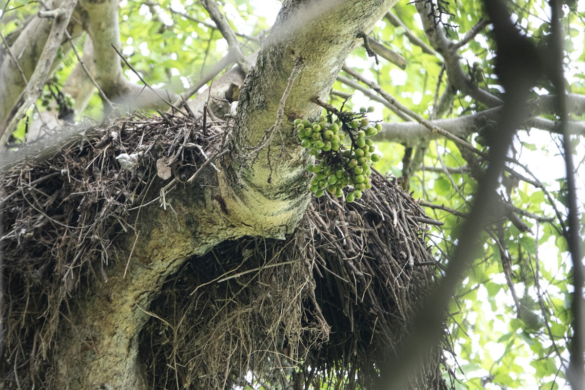 Hamerkop - ML479361541