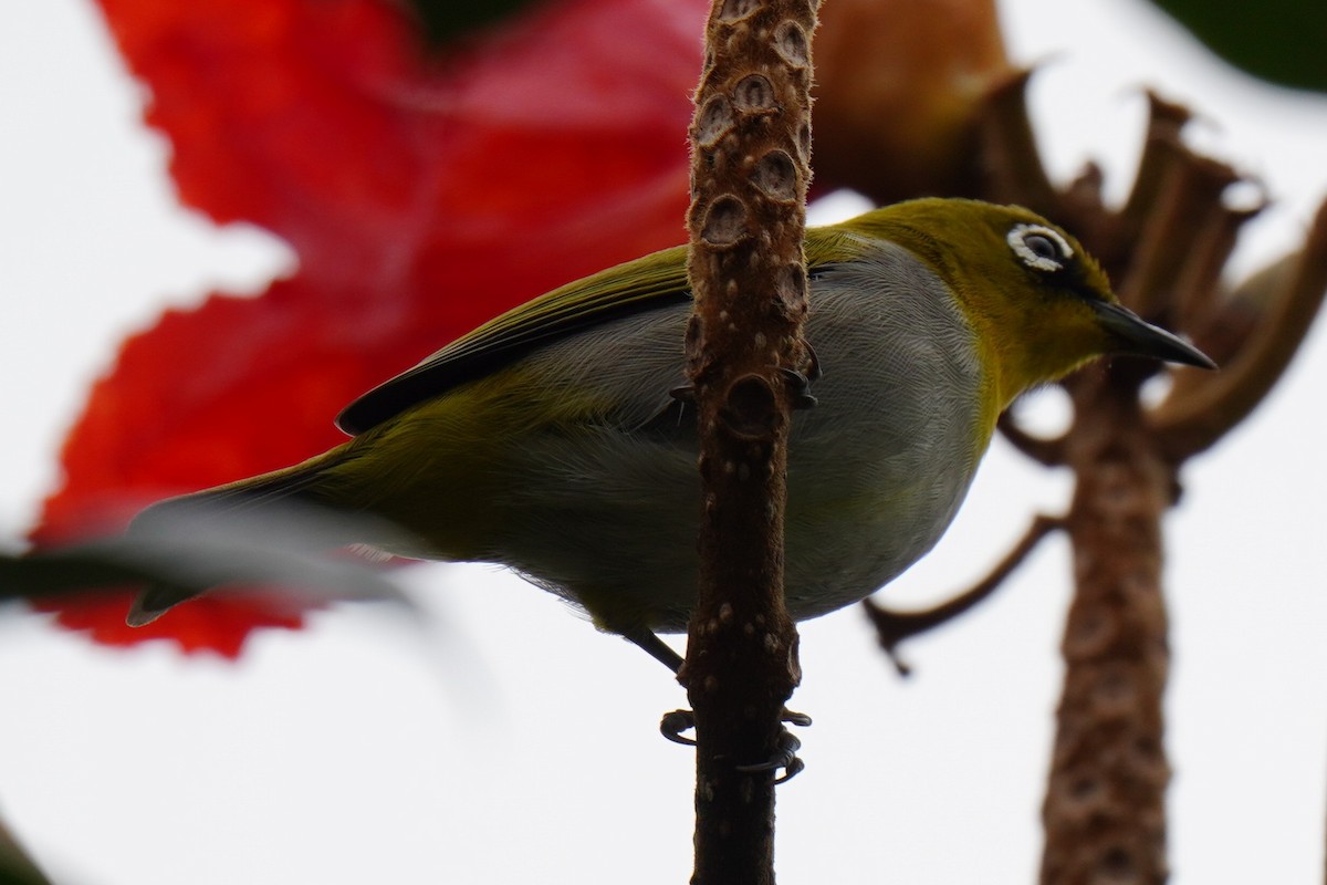 Indian White-eye - ML479362411