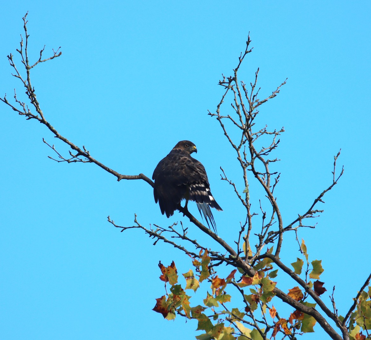 Broad-winged Hawk - ML479363201