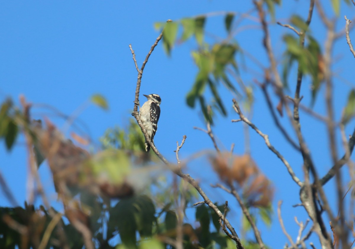 Downy Woodpecker - ML479363221