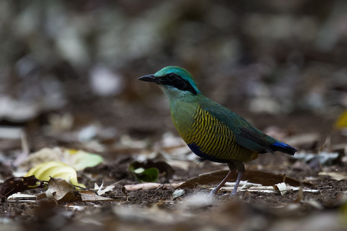 Streifenbauchpitta - ML479363311