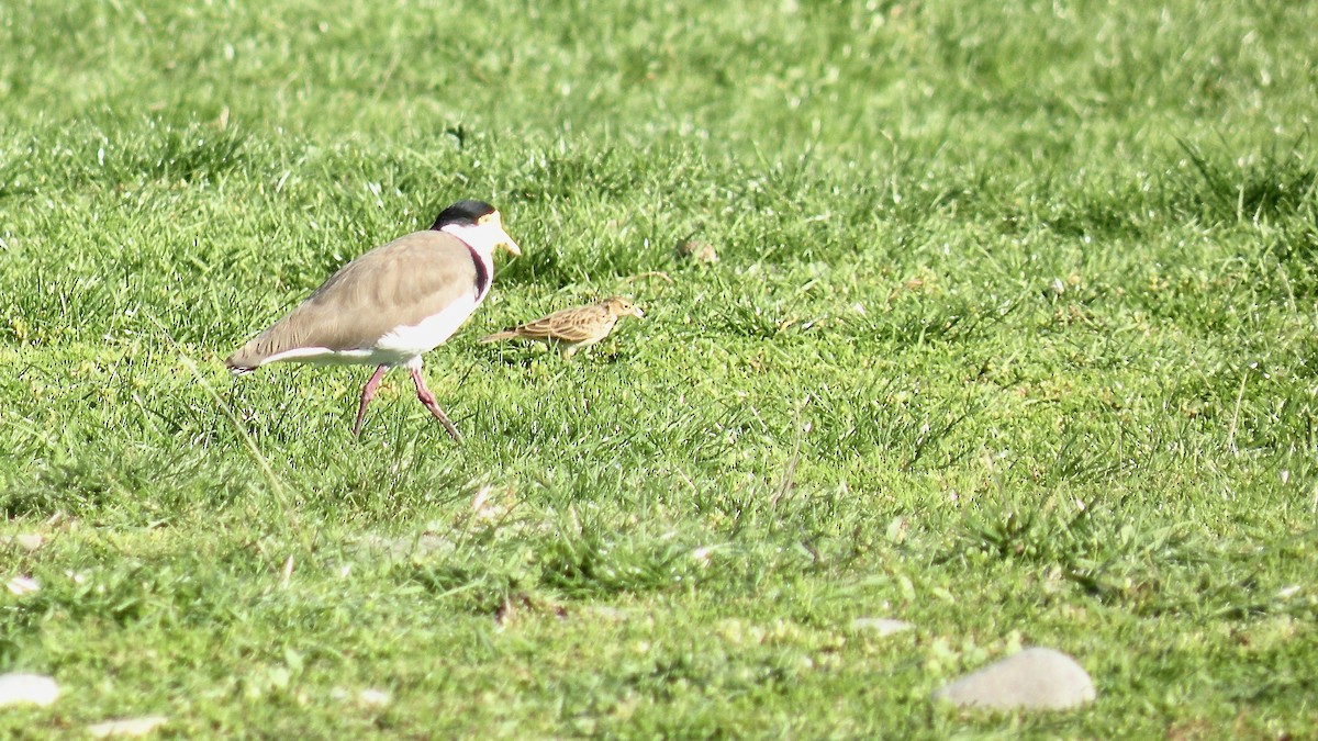 Eurasian Skylark - Noah Isakov