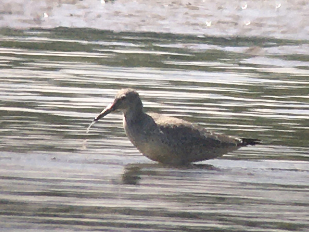 Red Knot - ML479364551