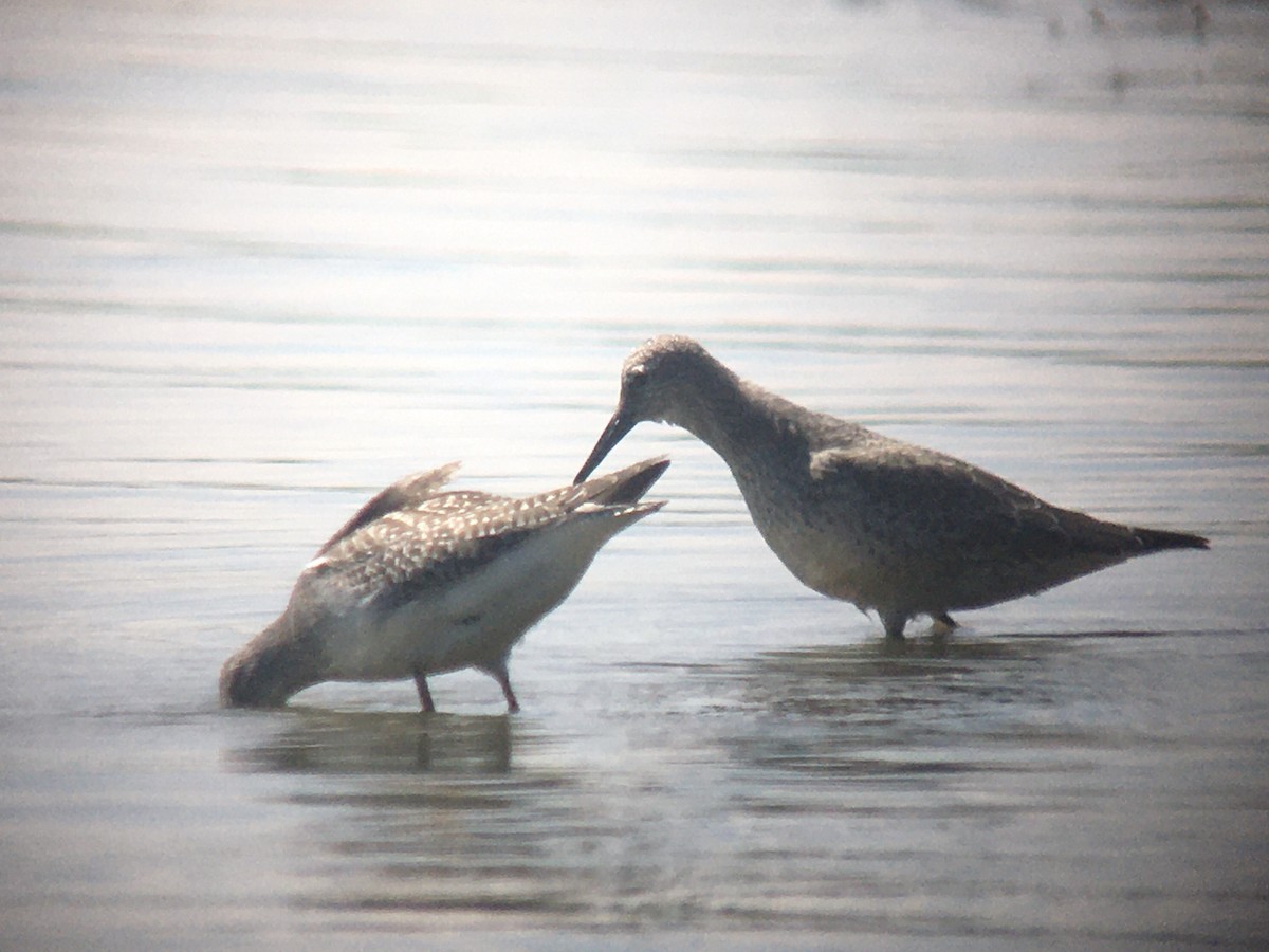 Red Knot - ML479364561