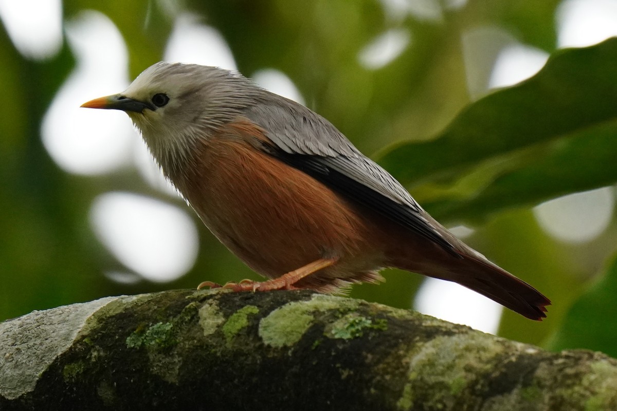 Malabar Starling - Sundar Muruganandhan