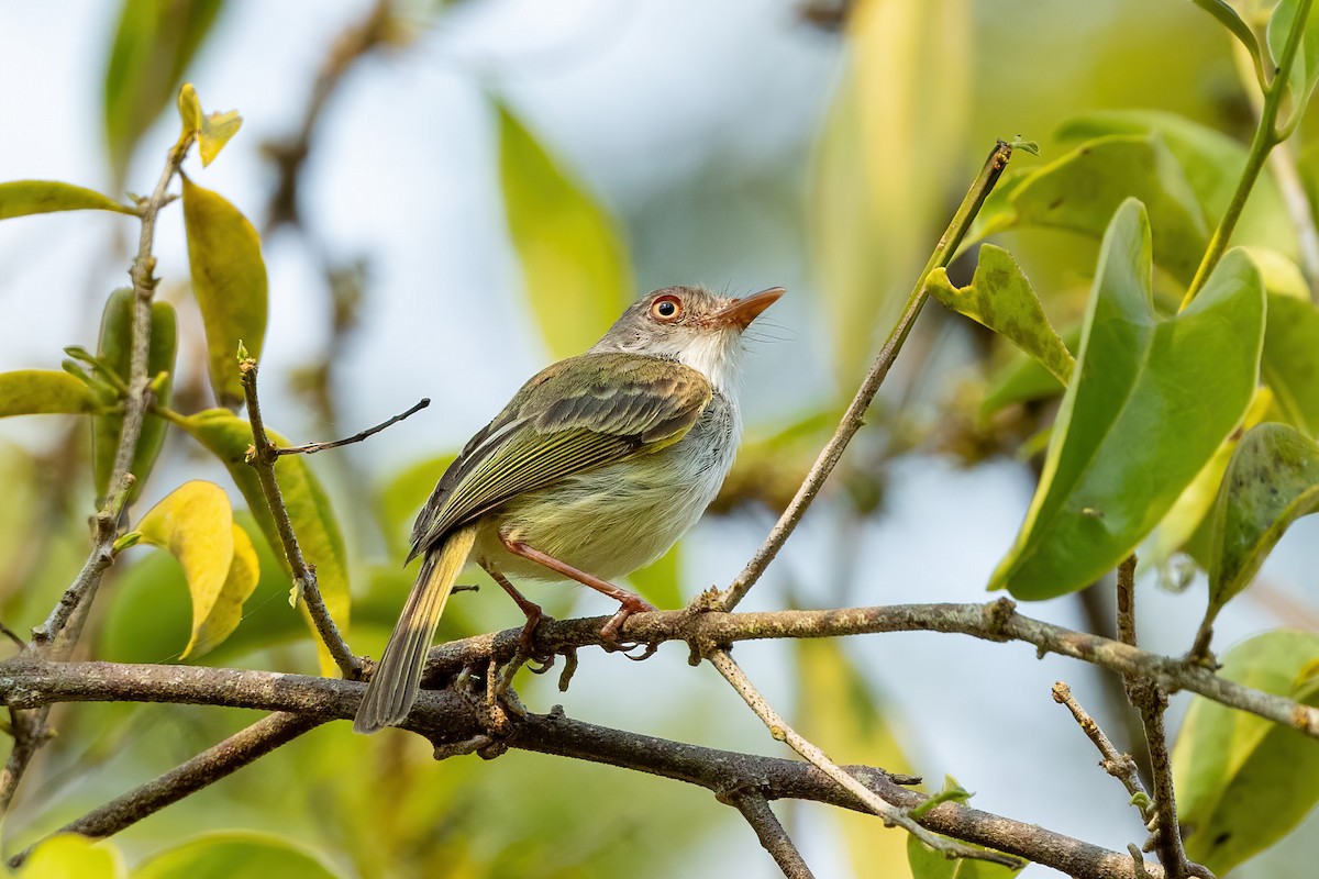 Pearly-vented Tody-Tyrant - ML479366121