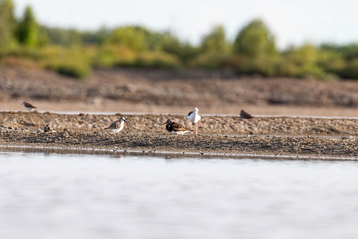 Ruddy Turnstone - ML479366331