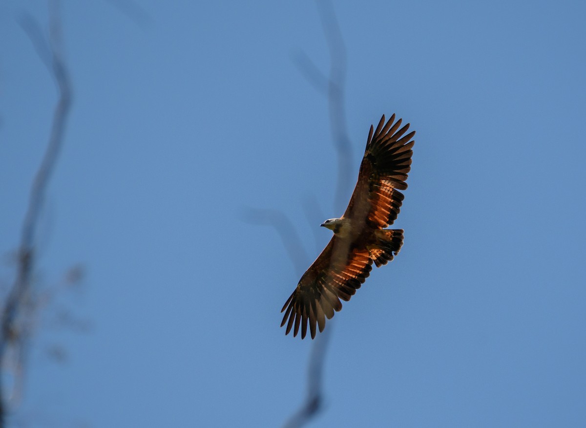 Black-collared Hawk - David Carmo