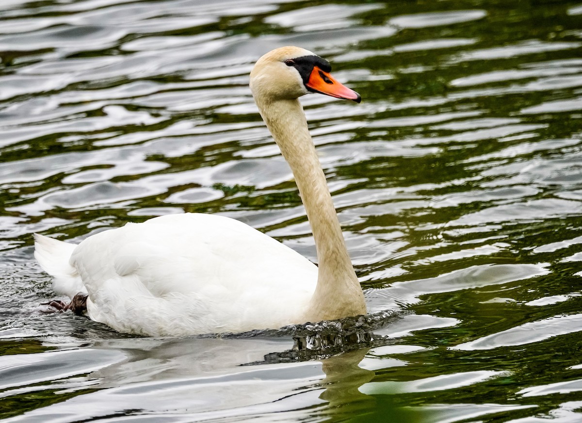 Mute Swan - ML479366611