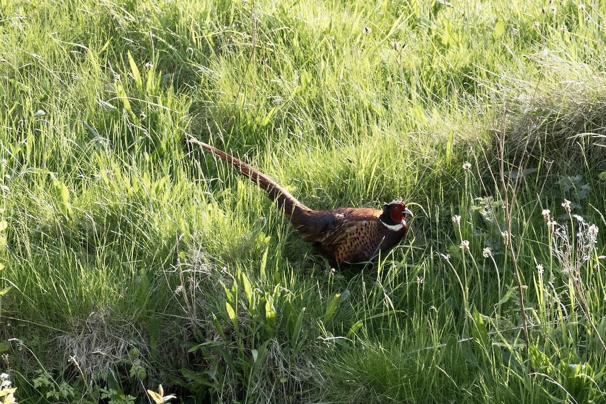 Ring-necked Pheasant - ML479368281