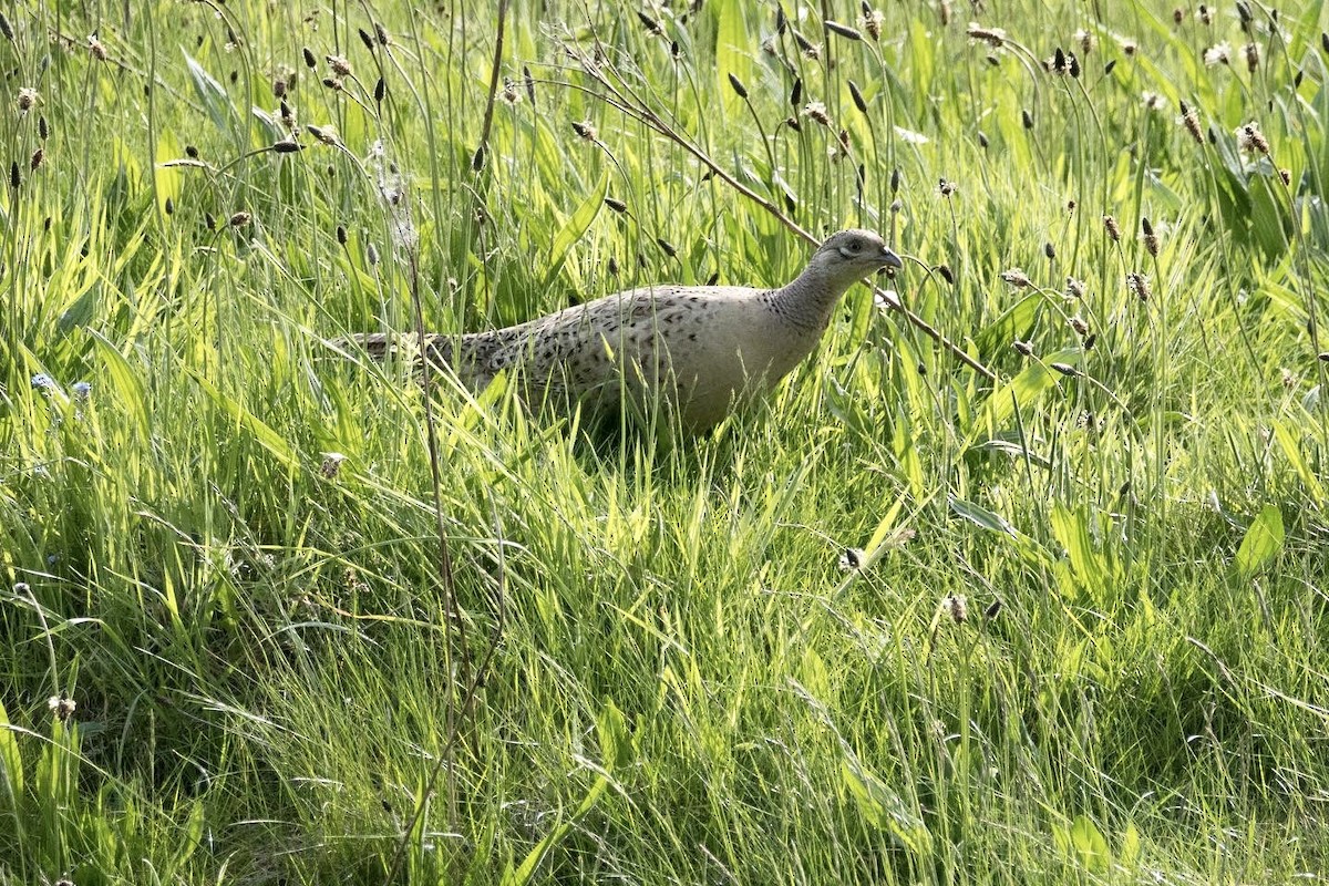 Ring-necked Pheasant - ML479368291