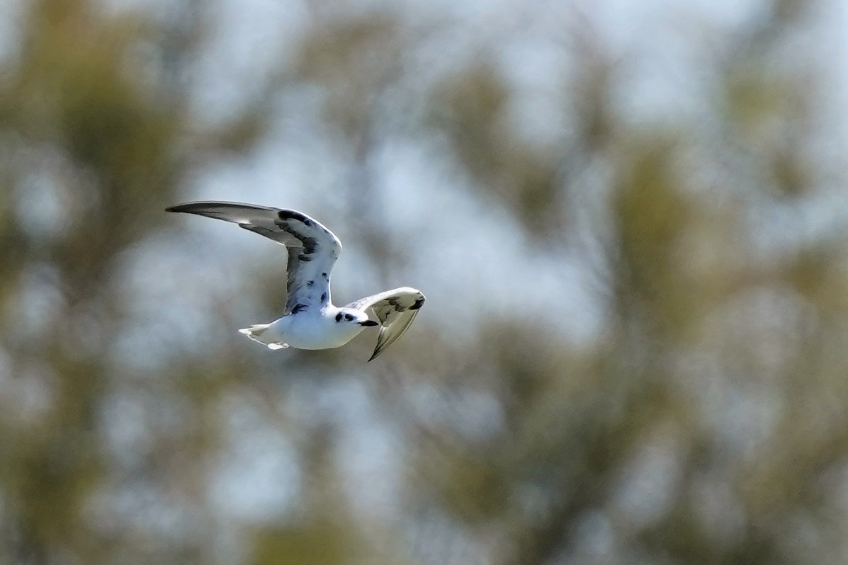 White-winged Tern - ML479368711