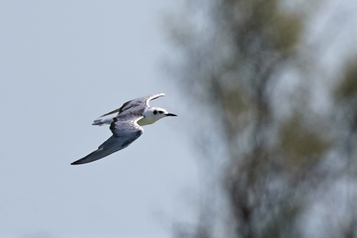 White-winged Tern - ML479368721