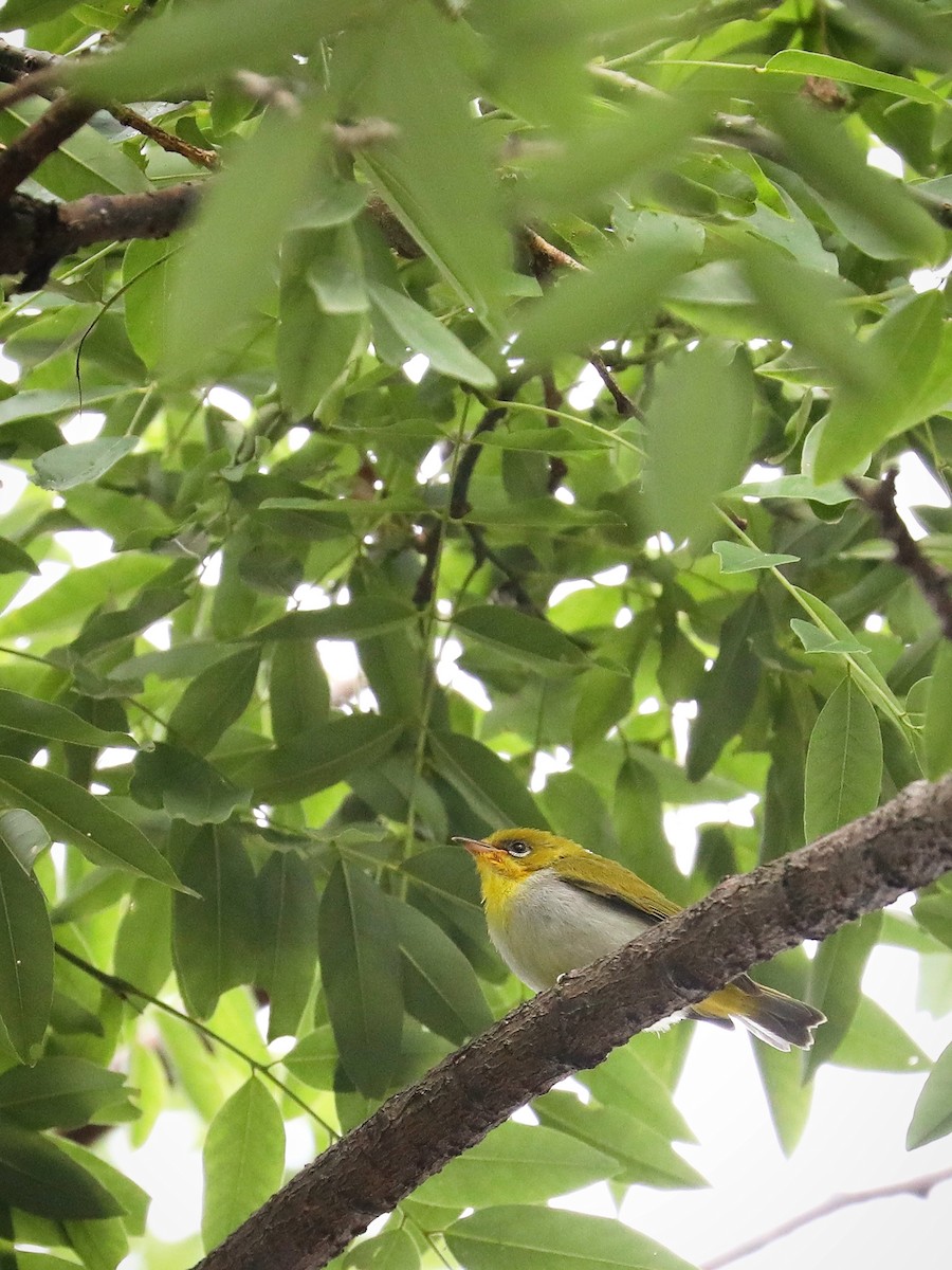 Swinhoe's White-eye - ML479368791