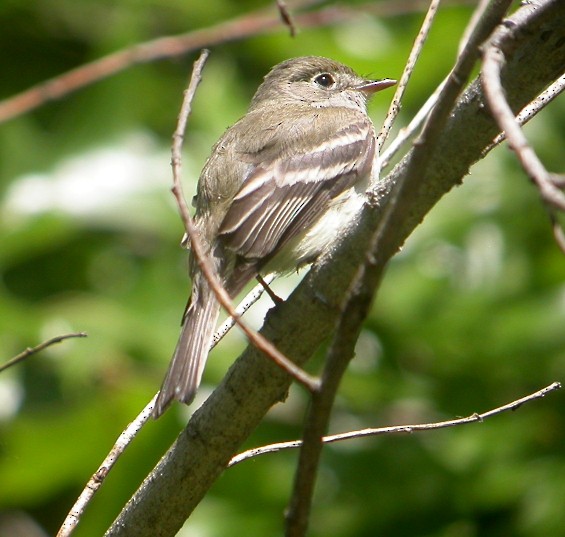 Least Flycatcher - ML47936981