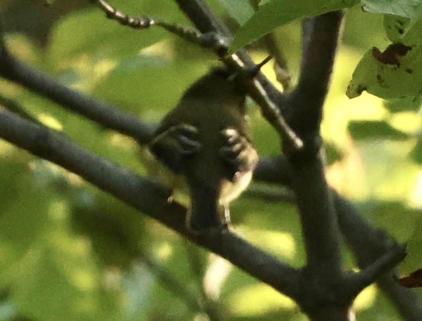 Yellow-bellied Flycatcher - ML479370911