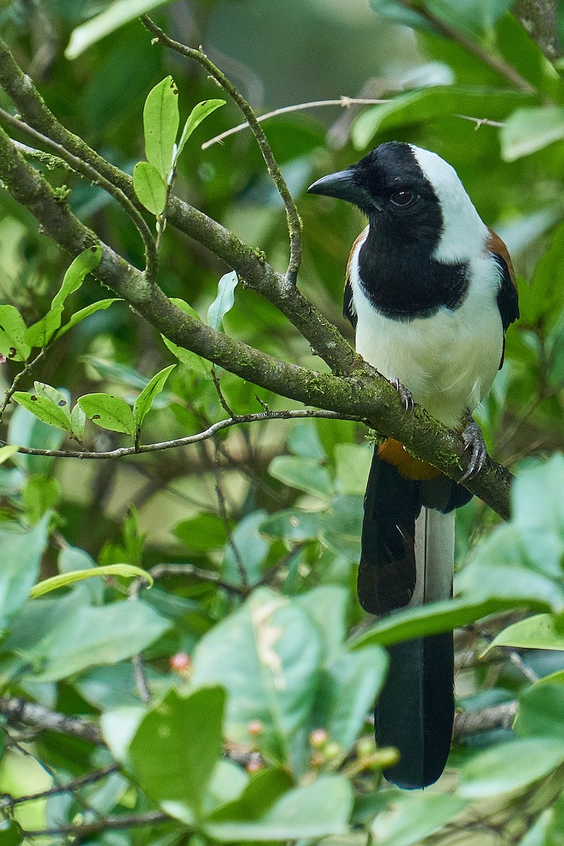 White-bellied Treepie - ML479372011