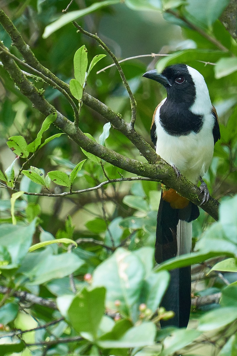 White-bellied Treepie - ML479372021