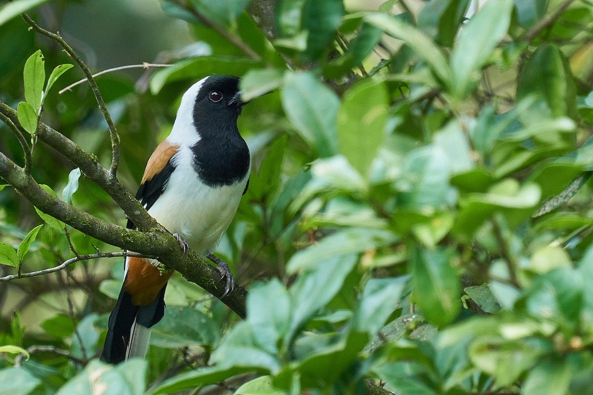 White-bellied Treepie - ML479372031