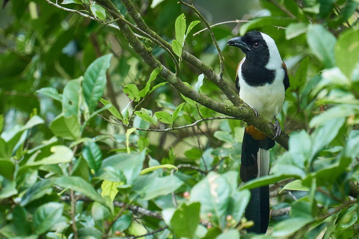 White-bellied Treepie - ML479372041