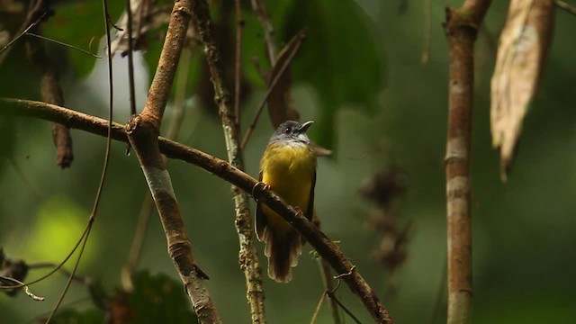 Yellow-bellied Bulbul - ML479373