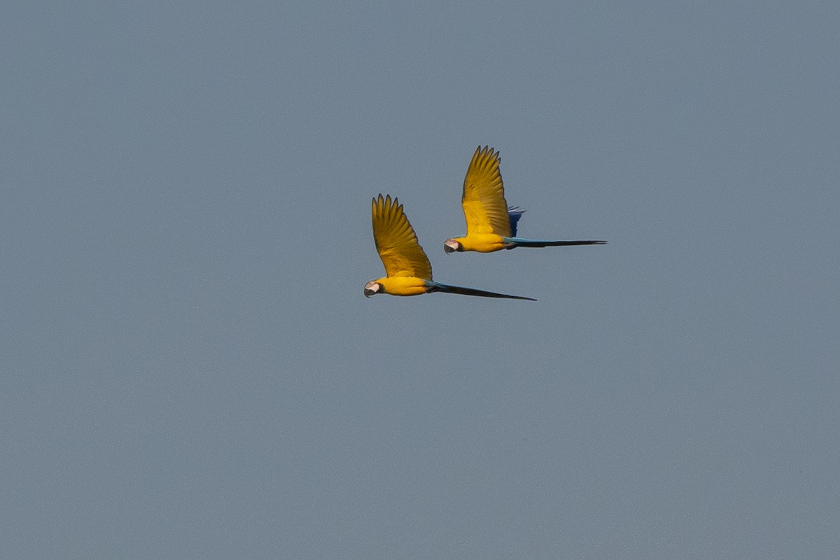 Blue-and-yellow Macaw - ML479373301