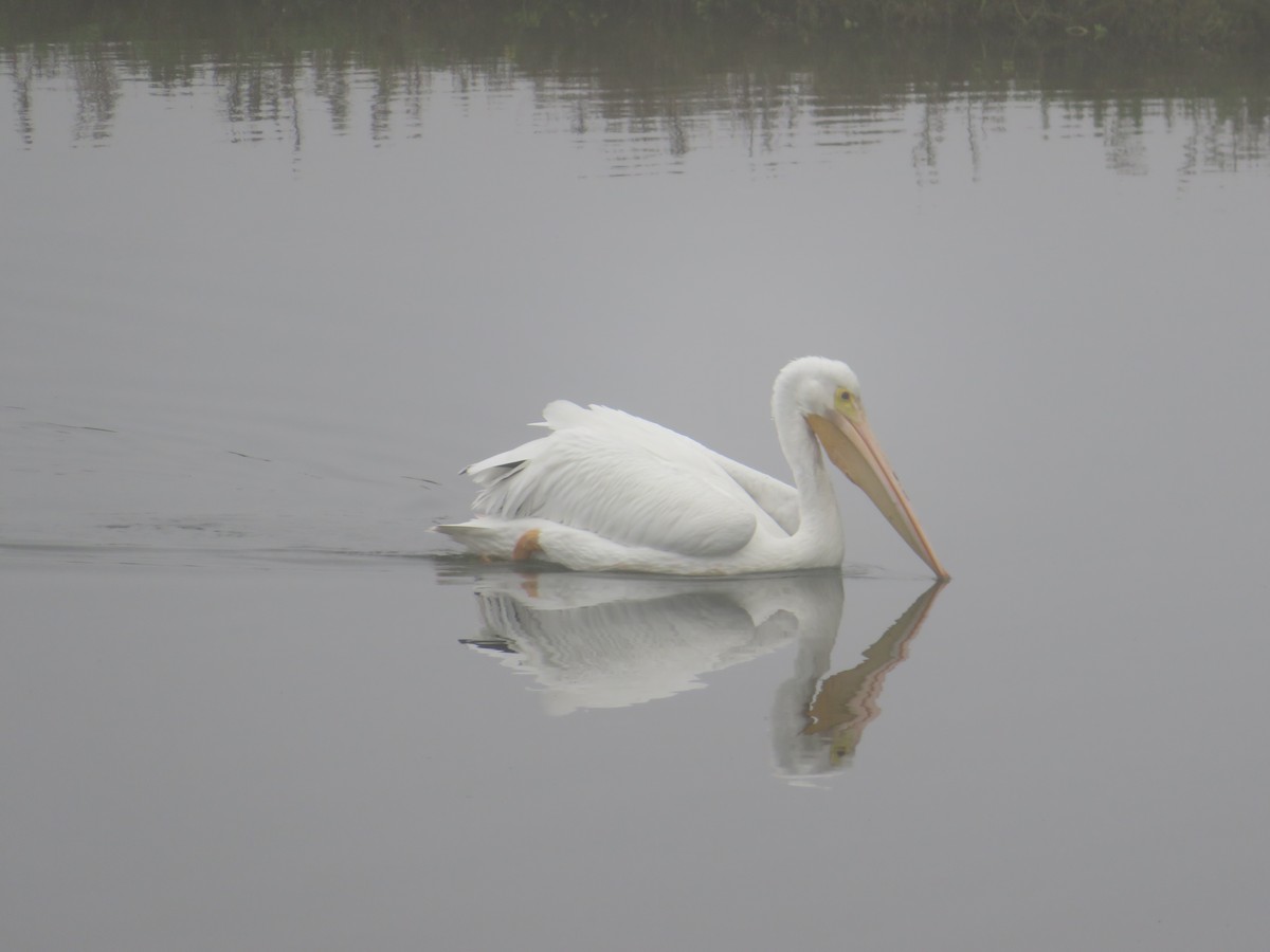 American White Pelican - Devon DeRaad