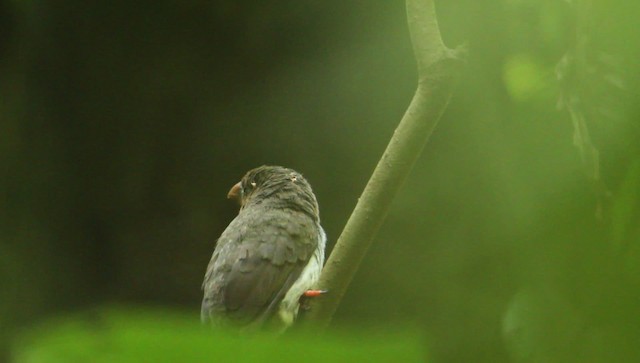 barbet hnědý - ML479376