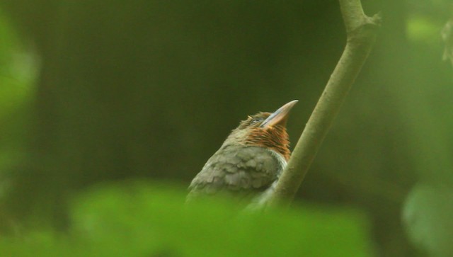 barbet hnědý - ML479377
