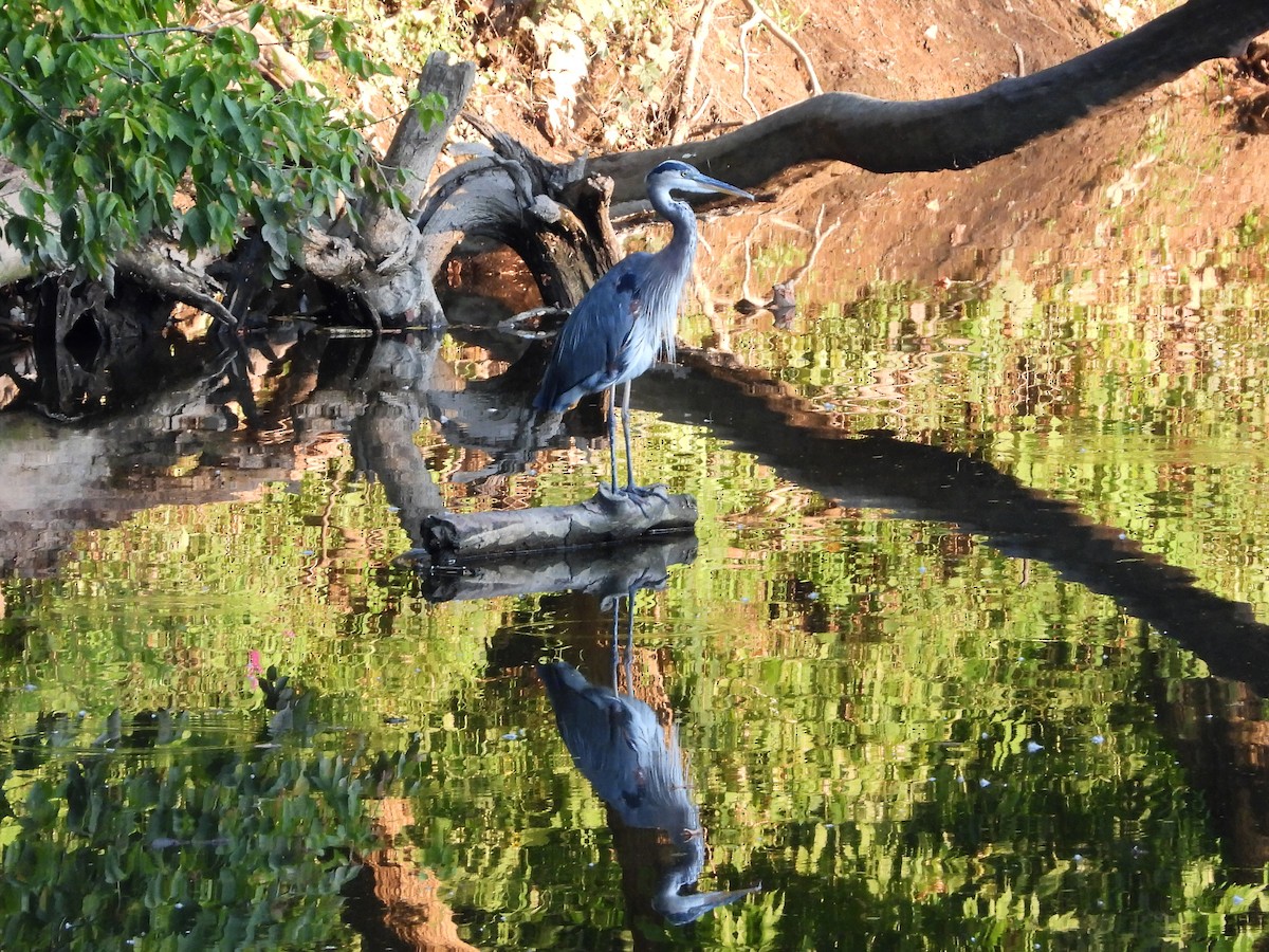 Чапля північна - ML479377281