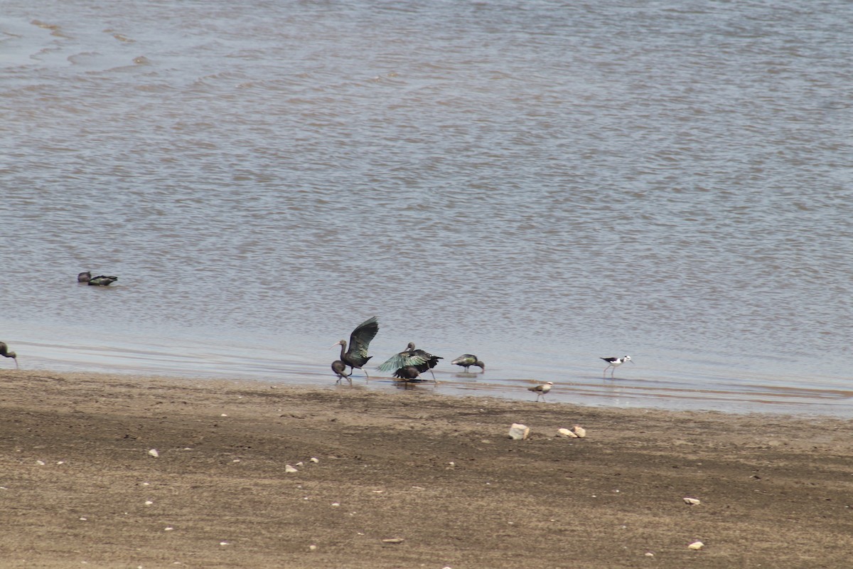 Black-necked Stilt - ML479377291