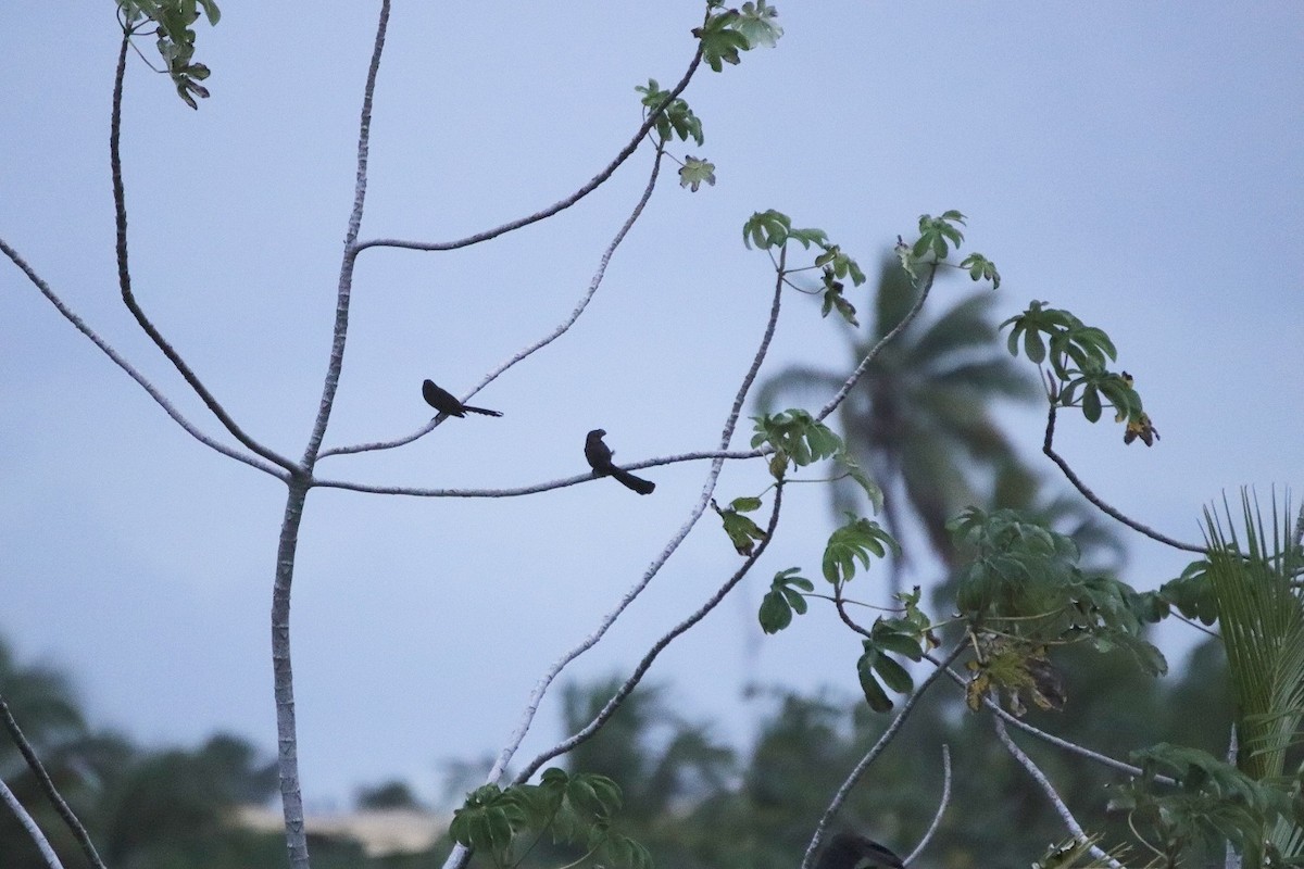 Smooth-billed Ani - ML479377541