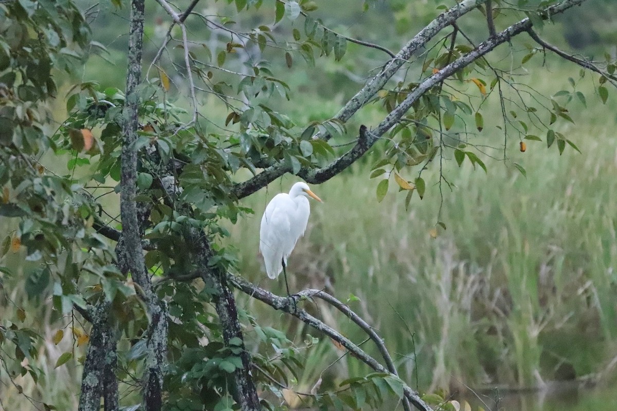 Great Egret - ML479377561